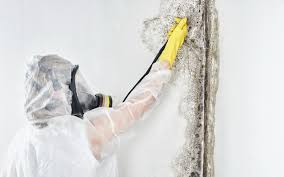 Best Emergency Mold Remediation  in Bay, AR